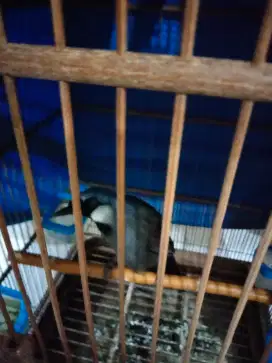 Poksay hongkong Jantan anakan jinak