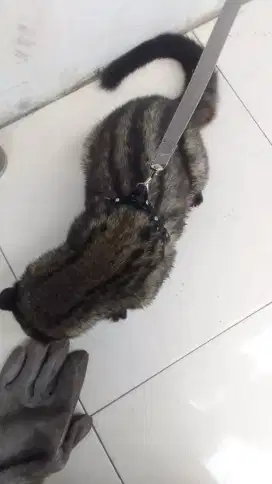 Musang Obes jantan Umur 1 thn Lok Kemanggisan