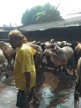Sapi Qurban 2025