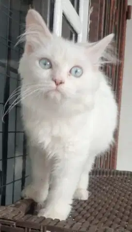 Kitten Persia Longhair