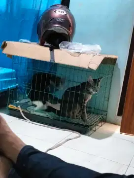 Di jual cepat BU kandang kucing + litterbox + pet cargo