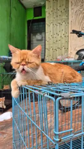 Kucing persia peaknose betina exotic