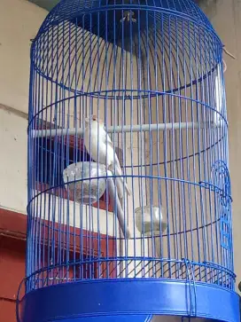 Jual kenari loper panda lokal wiksar fulset