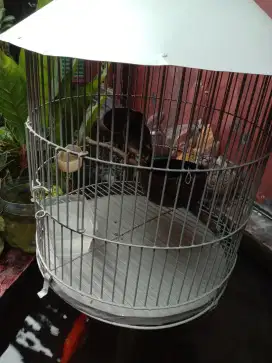 Burung jalak nias beserta kandangnya sekalian