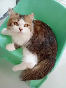 Kucing persia calico jantan usia 8 bln