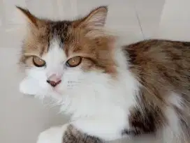 Kucing persia calico jantan usia 8 bln