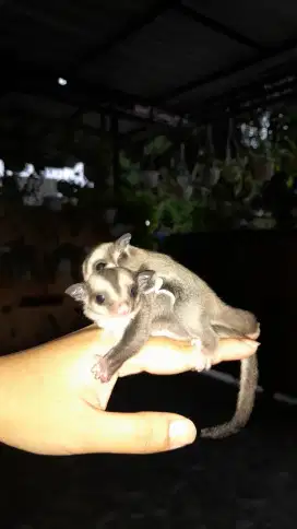 Sugar Glider Joey Betina