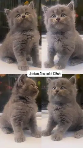 Jantan Persia X Bsh abu solid