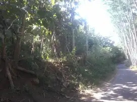 Tanah Kebun Jati Pinggir Jalan Kabupaten Bondowoso