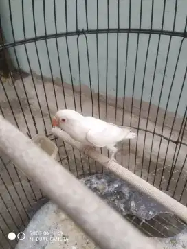 Love bird albino