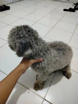 Poodle silver 1 tahun