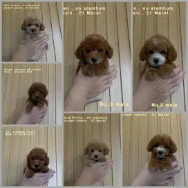 Toy poodle imut lucu terawat