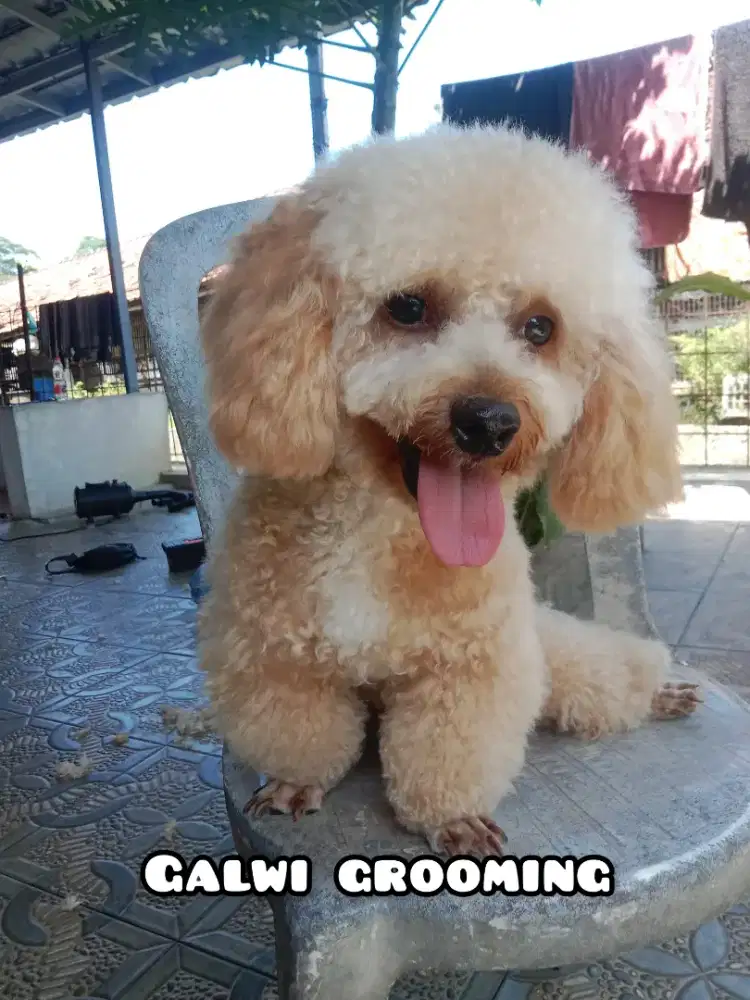 JASA GROOMING DOG & CAT (FREE BIAYA TRANSPORTASI SEJABODETABEK)