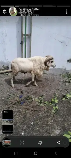 Domba Jaluh Untuk Qurban