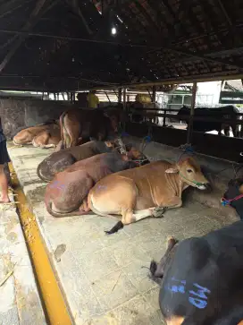 sapi qurban bandung