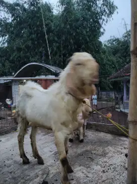 kambing kurban BB 45-50Kg