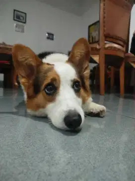 CORGI INDUKAN BETINA 4 TAHUN 3 COLOR ADA STANBUM SUDAH VAKSIN CIMAHI