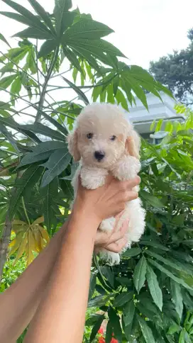 Apricot Light Toy Poodle Female & Red Tiny Poodle Male