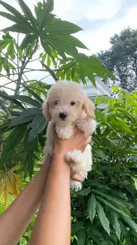 Apricot Light Toy Poodle Female & Red Tiny Poodle Male ( Kosongan )