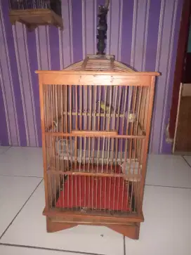 Dijual burung kolibri kelapa trotol  sama kandangnya