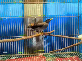 Burung jalak kebo 3 ekor