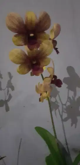 bunga anggrek per pot