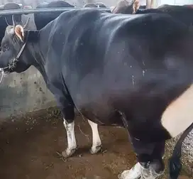 sapi bali 700kilo 3 tahunan siap sapi kurban premium 2025 jamin manteb