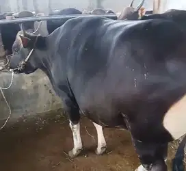 sapi bali 700kilo jumboan siap qurban premium 2025 rawatan kandang top