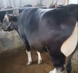 sapi bali 700 kiloan jumbo timbang real siap kurban premium 2025 puas