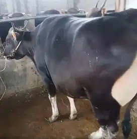 sapi bali 700 kiloan jumbo superan timbang real hidup jamin manteb top
