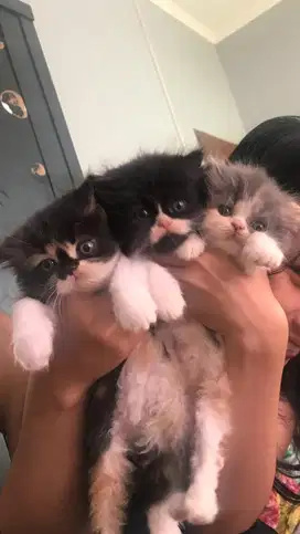 KITTEN PERSIA FLATNOSE USIA 2 BLN AN