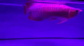 Ikan Arwana red