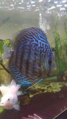 Ikan discus ukuran 6 jari