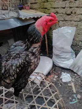 Jual ayam bangkok