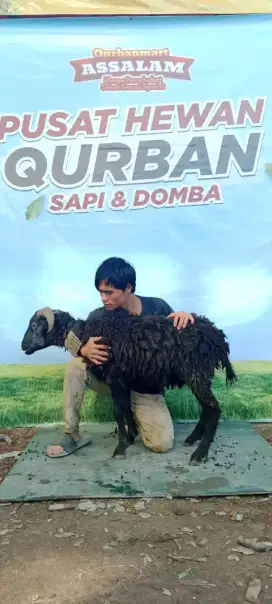 Jual hewan qurban domba dan sapi