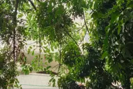 Dijual Ruko Tua Hitung Tanah Mangga Besar