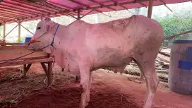 Jual domba dan sapi buat kurban