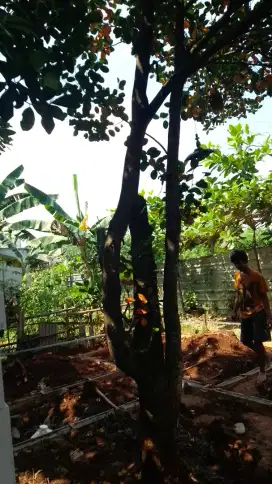 JASA TEBANG POHON