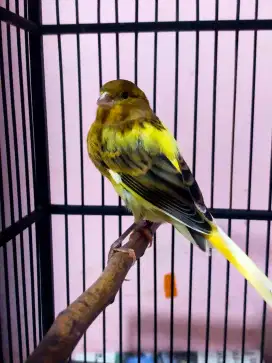 Burung kenari AF paud gembling