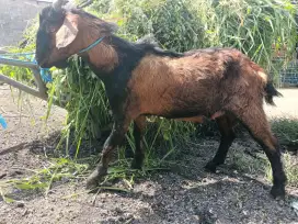 Kambing Qurban Amanah