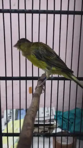Burung kenari F1bb remaja betina