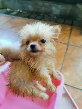 Anak anjing pom