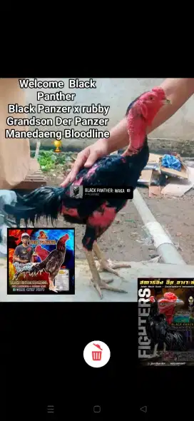 Di lepas anakan ayam pakhoy brutal