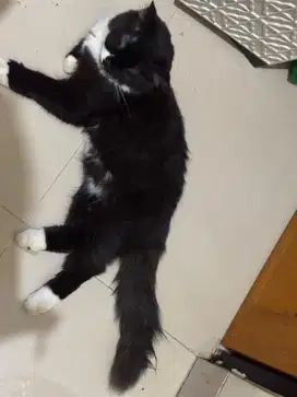 Kucing Bsh mix persia jantan