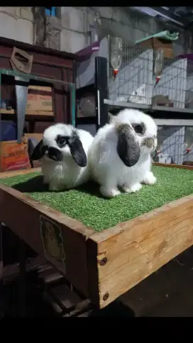 Sepasang kelinci hias jenis Hollandlop