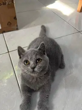 jual kitten BSH munchkin jantan