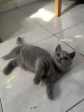 jual kitten BSH munchkin jantan