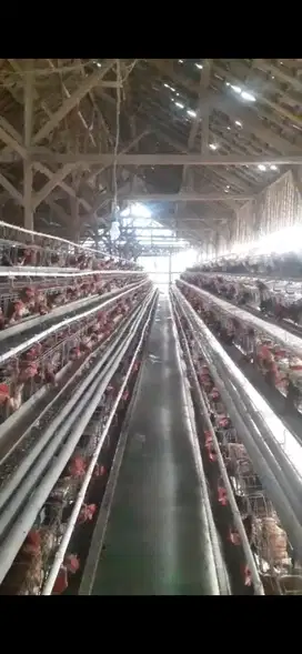 DIJUAL AREA KOMERSIL KANDANG AYAM PETELUR AKTIF