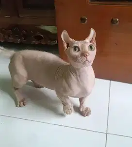 Dwelf betina dan sphynx betina
