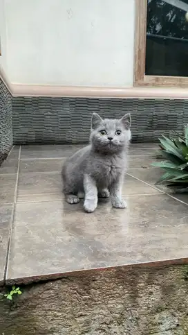Kucing kitten british shorthair bsh